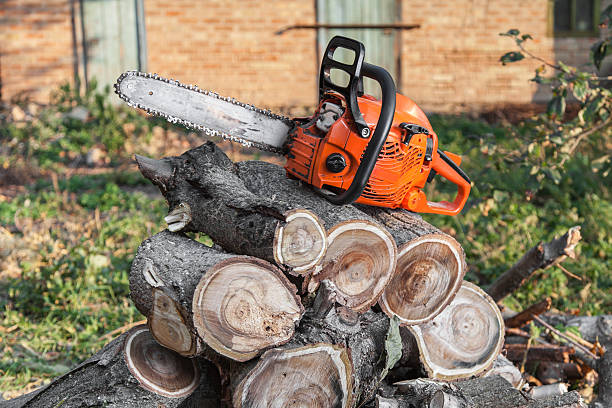 Best Tree Care Services  in Jarrell, TX